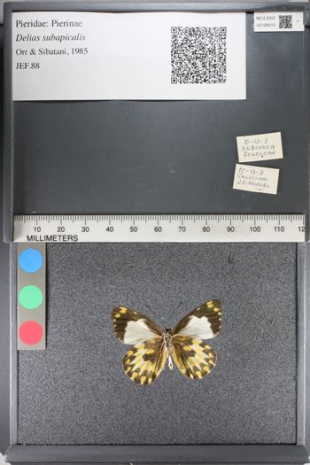 Media type: image;   Entomology 128310